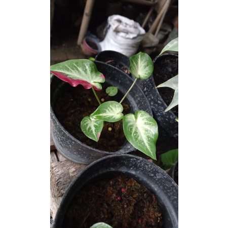 keladi cat tumpah/shycool