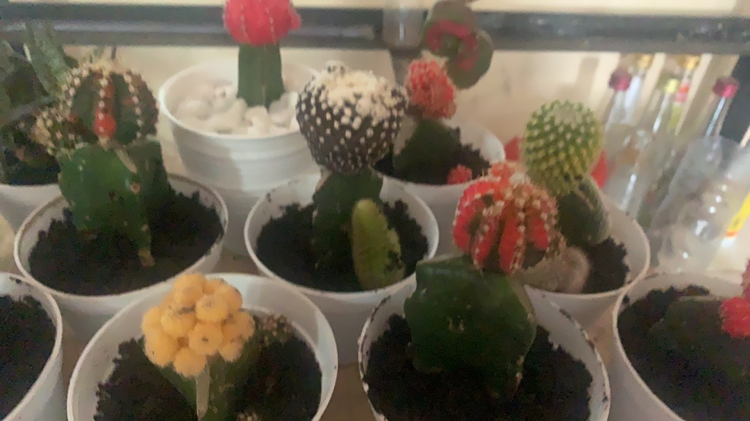 Kaktus Gymno Paket Sultan Dipot 10cm