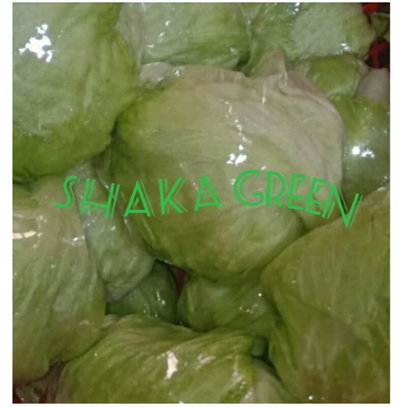 

selada kepala500g