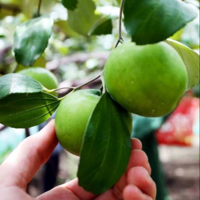 Bibit tanaman apel india apel putsa