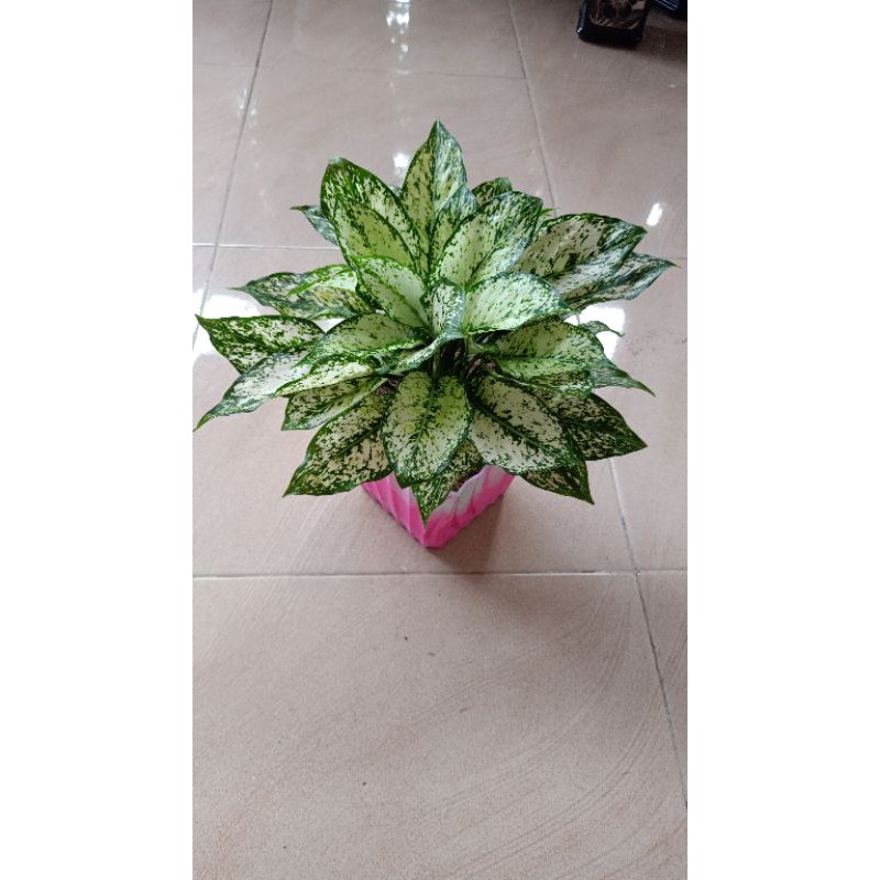 Aglonema snow white rimbun