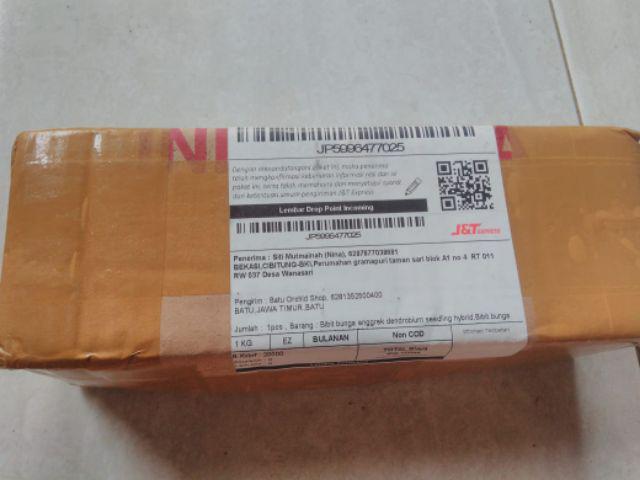 Bibit Anggrek Dendro - Dendrobium Seedling Hybrid