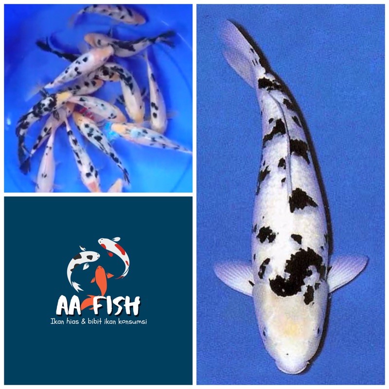 Ikan koi Shiro Bekko - ikan koi - ikan hias