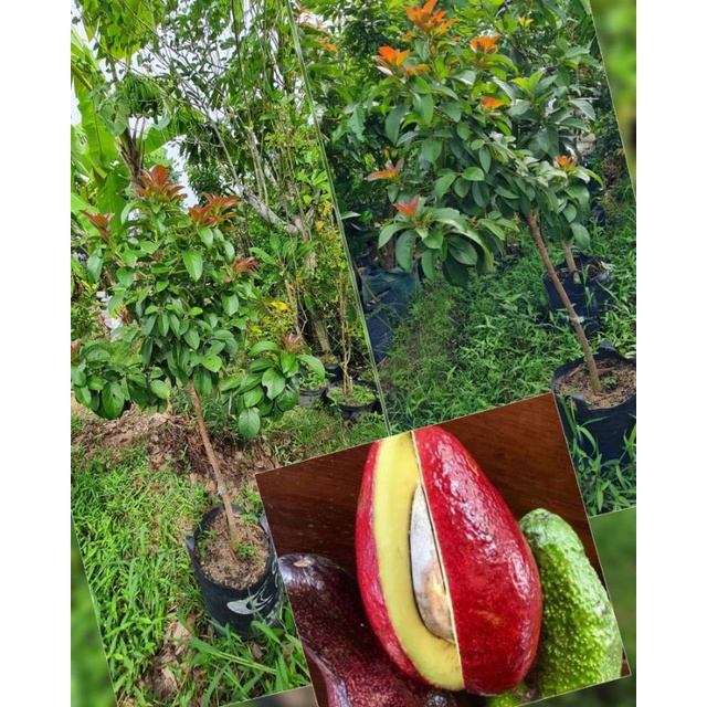 Bibit Alpukat Red Vietnam Superunggul