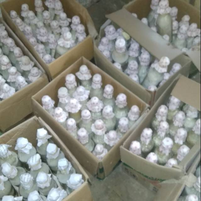 Bibit jamur tiram f2 coklat