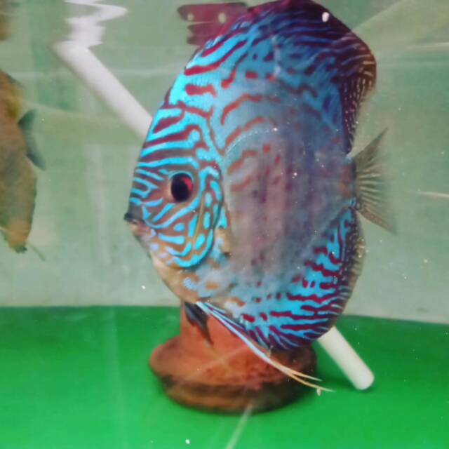 Discus jenis blue torquis