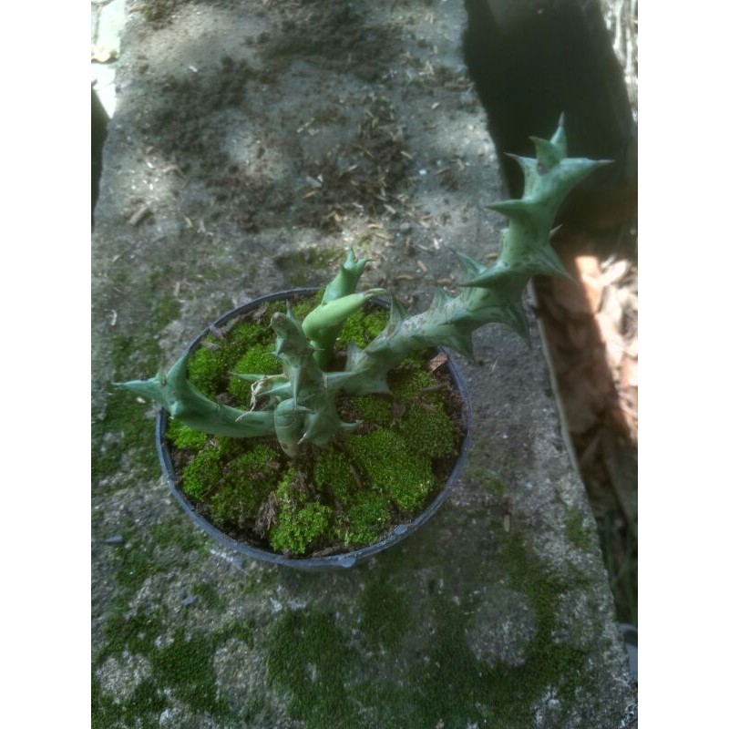 Tanaman Gantung Kaktus Huernia Orbea