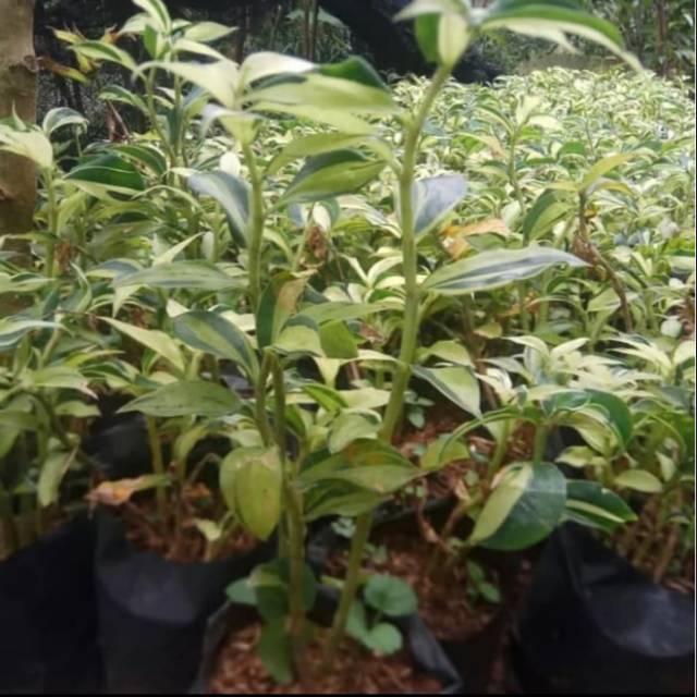 Pohon pacing varigata - Tanaman hias pacing varigata - pacing pentul