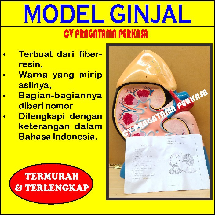 Gambar Ginjal Dan Bagiannya retorika