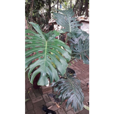 monstera king jumbo