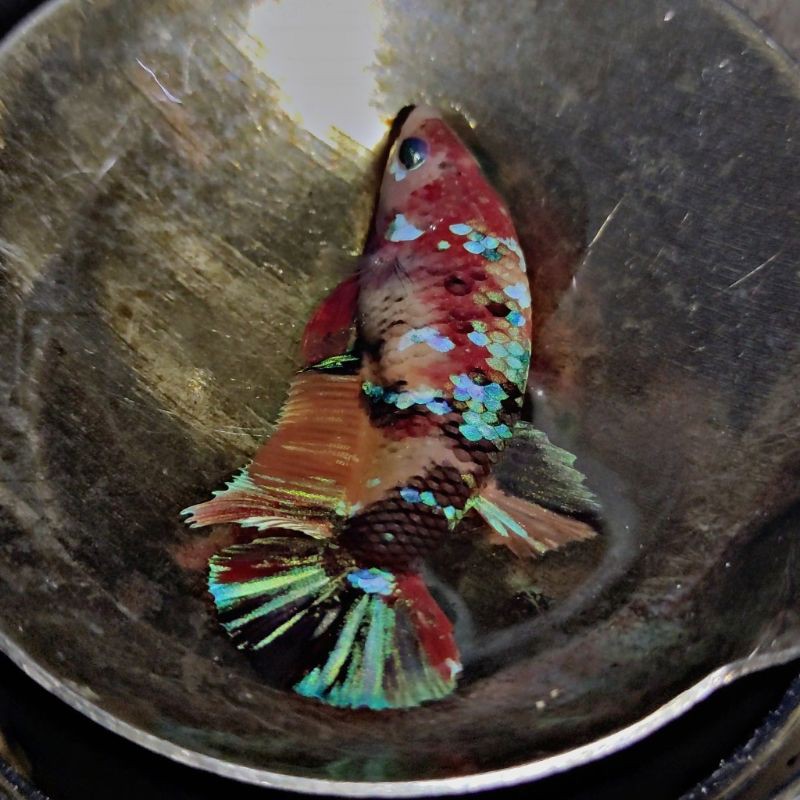 IKAN CUPANG NEMO GALAXY
