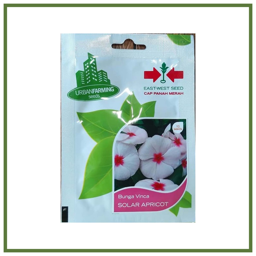 bunga vinca solar apricor pana merah | Shopee Indonesia