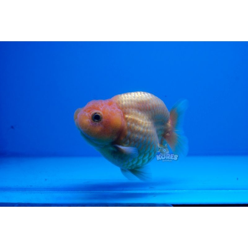 Ikan Mas Koki Ranchu Buffalo Shortbody