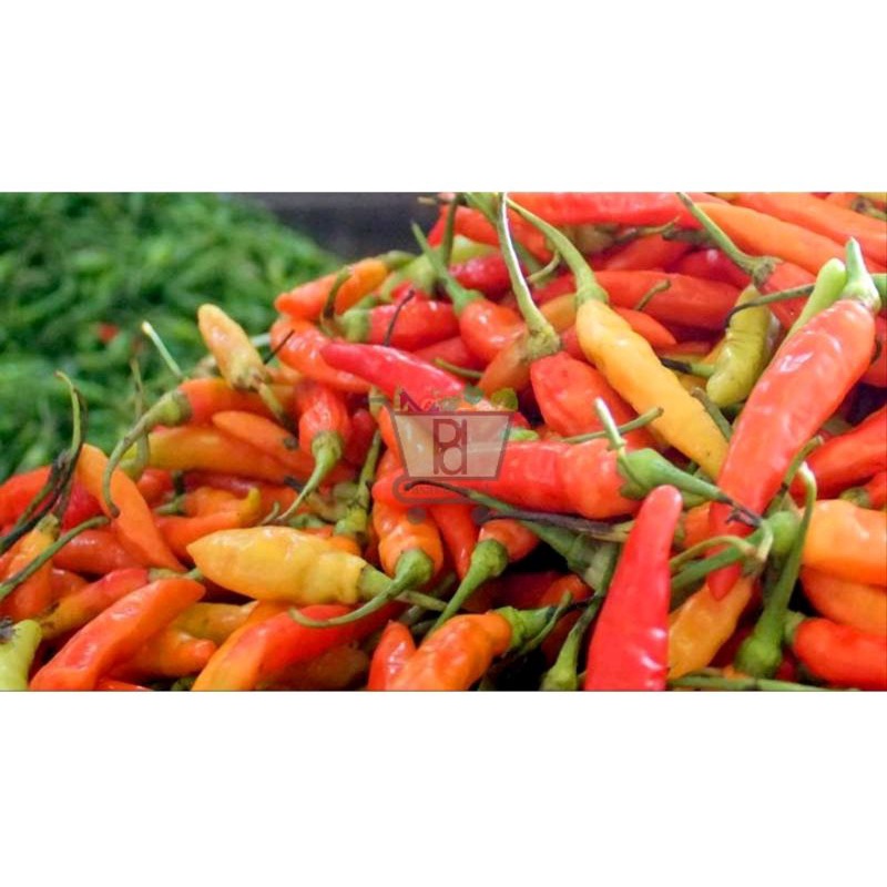 

Cabe rawit merah 100gr