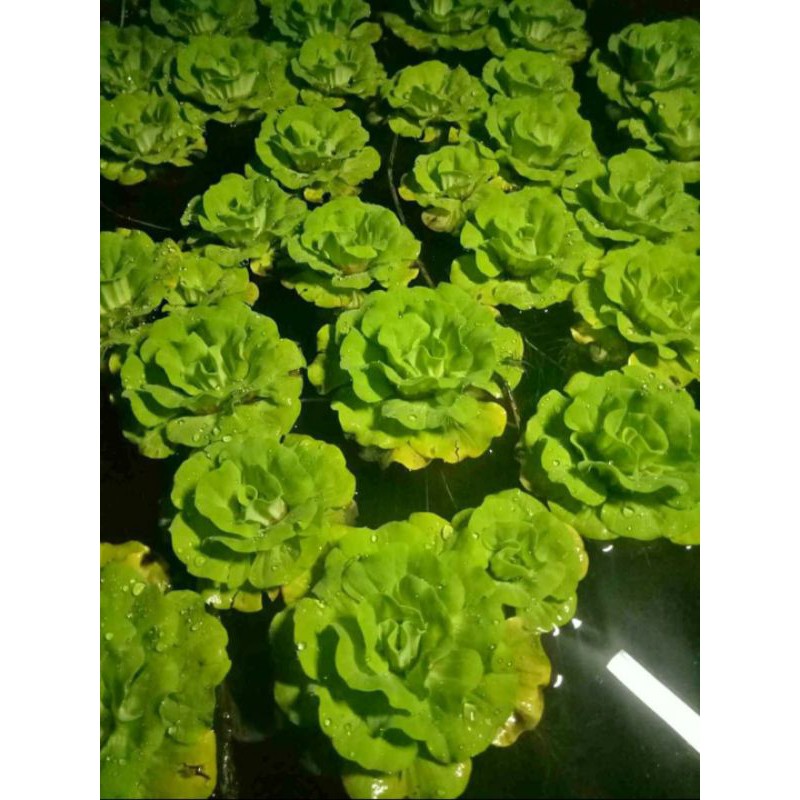 

Tanaman Hias Air Hidup Murah Rose Lettuce