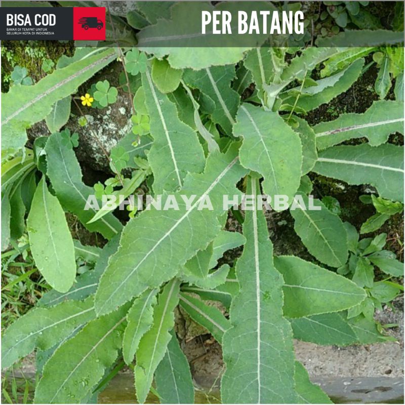 

bibit daun tempuyung segar siap tanam