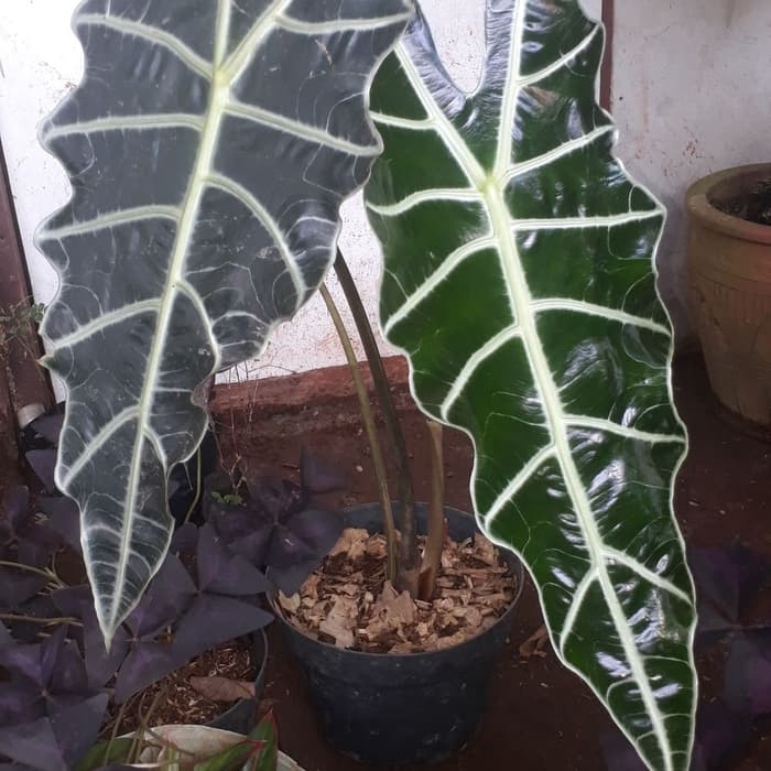 tanaman hias kelady amazon - keladi tengkorak amazon