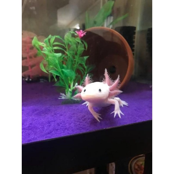 Ikan Hias Axolotl Leuqistic