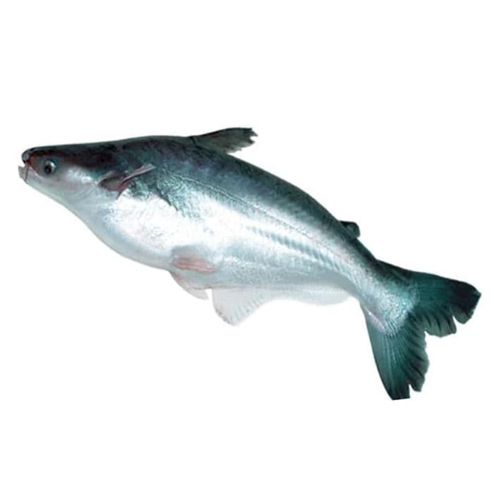 

Ikan Patin [1kg]