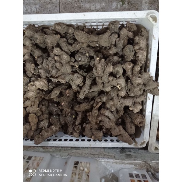 

Jahe Merah asli 500gr