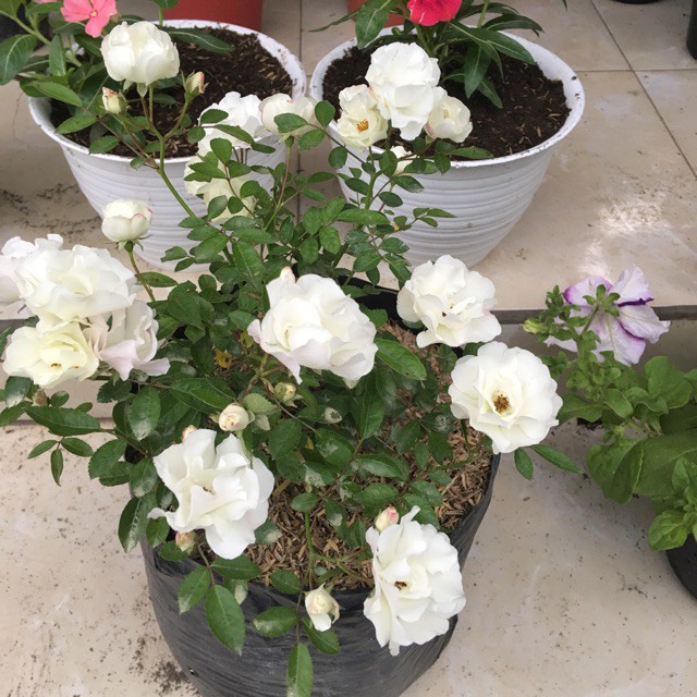 INDUKAN MAWAR RAMBAT/CLIMBING ROSE