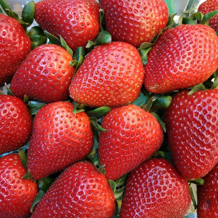 strawberry dataran rendah pohon