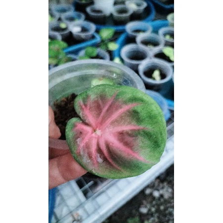 keladi Nogo Geni size baby