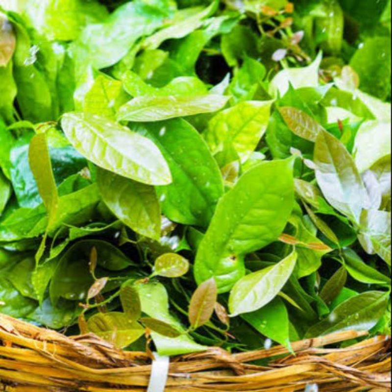 

daun mlinjo/tangkil 100gr