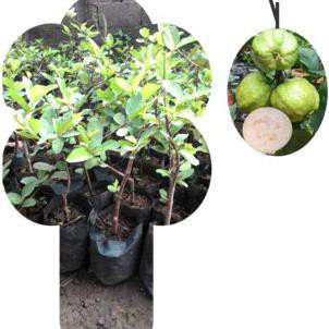 Bibit Jambu Kristal Cangkokan Trend