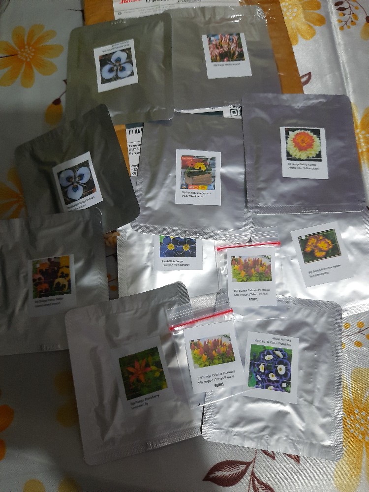 Biji Bunga Dahlia Kuning Jingga (rare Yellow Orange Dahlia Seeds)