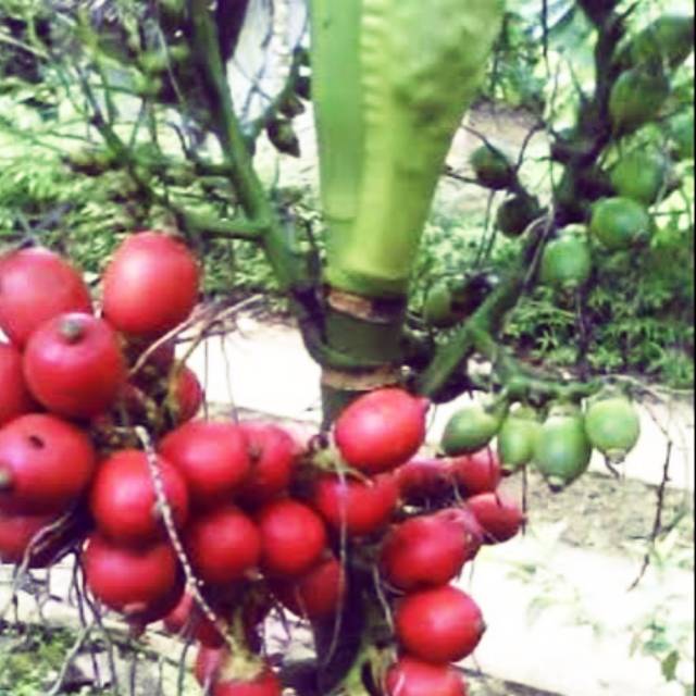

buah pinang mini / jambe mini