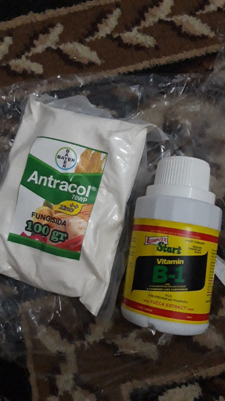Fungisida Antracol 70 Wp - Kemasan 100 Gram (repacking)
