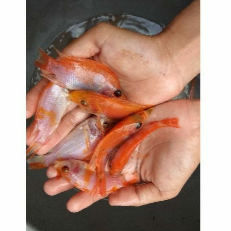 Bibit Ikan Nila Merah Bangkok