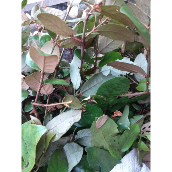 daun benalu kopi segar 500gram