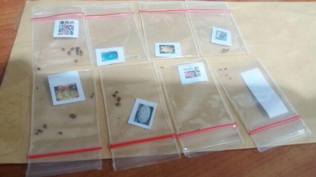 Biji Benih Bibit Kaktus Besar