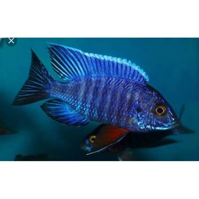 

IKAN HIAS Aulonocara stuartgranti / Aulonocara Cobue