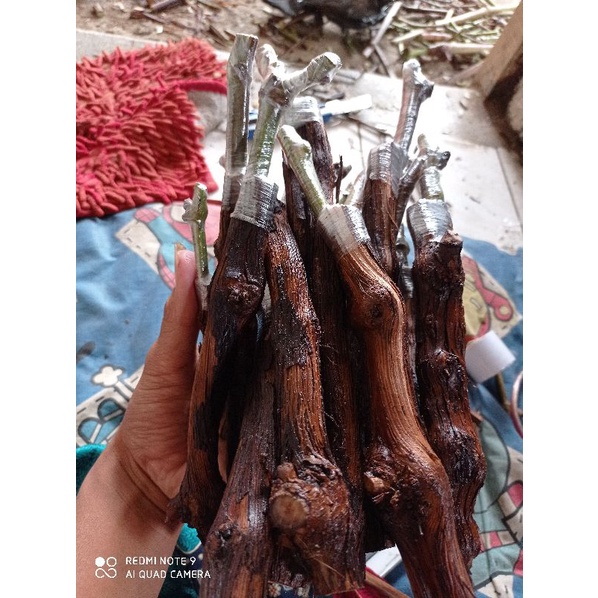 cutting grafting anggur impor