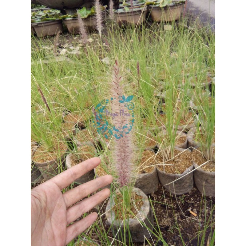 Bibit Tanaman Ilalang Imperata cylindrica Hias Ekor Kuda