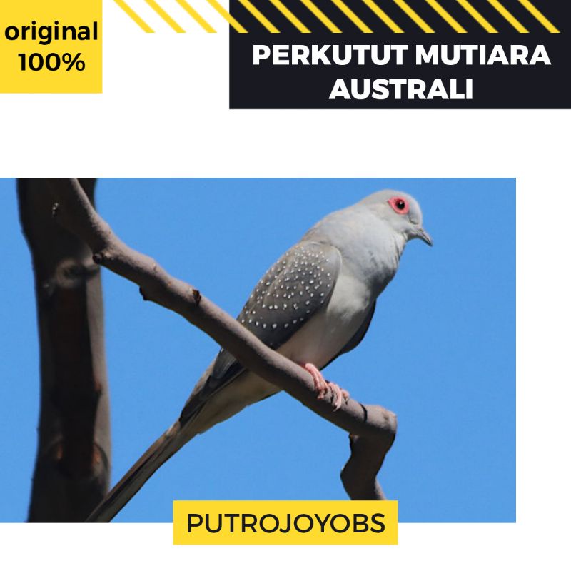 BURUNG PERKUTUT MUTIARA AUSTRALIA bukan putih silver bangkok