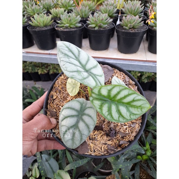 Tanaman Hias Alocasia Dragon Silver 3 smpai 4 daun