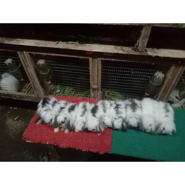Kelinci hias fuzzy lop