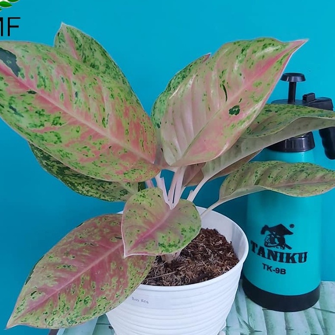 Tanaman Hias Aglonema  Big Roy Lulaiwan/Aglonema Big Roy Dewasa Mudah dan Bisa COD