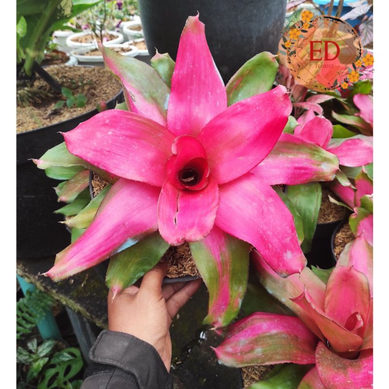 BROMELIA DABBY PINK & PINK GRASS