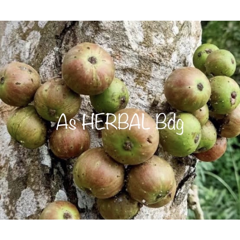 

Promo buah kondang / buah gondang segar fresh 500 gram