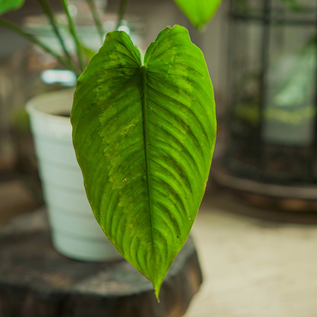 Schismatoglottis wallichii