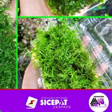 moss aquascape mika / weeping pelia java moss aquascape mika 4x