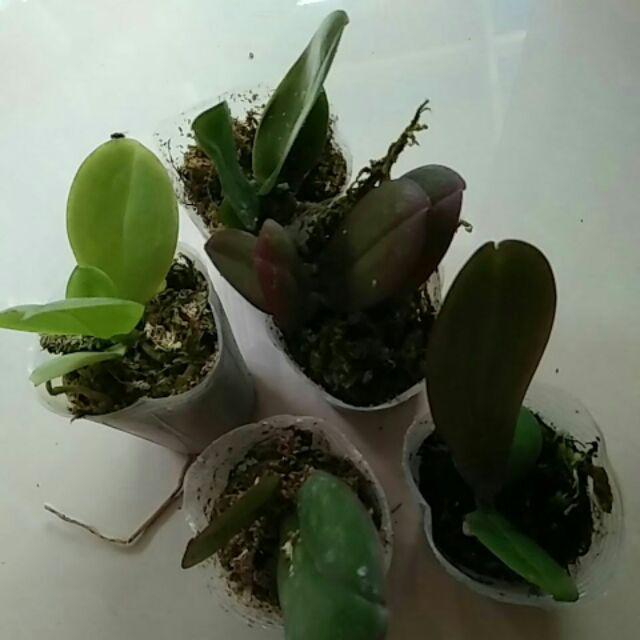 Anggrek Bulan Taiwan Remaja Paket 5pcs