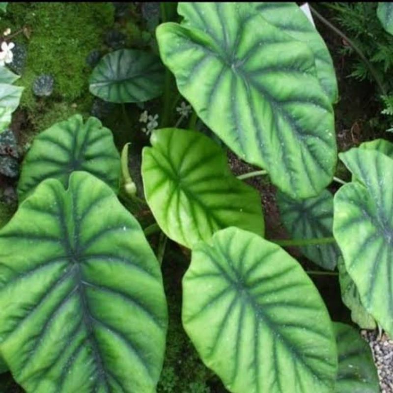 TANAMAN HIAS alocasia tengkorak hijau/alocasia clypeolata