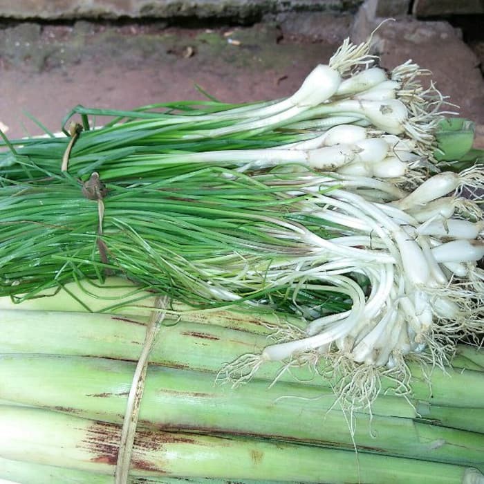 

terabaru SAYURAN KUNCAI BAWANG KUCAI SEGAR BISA UNTUK BIBIT TERLARIS segar