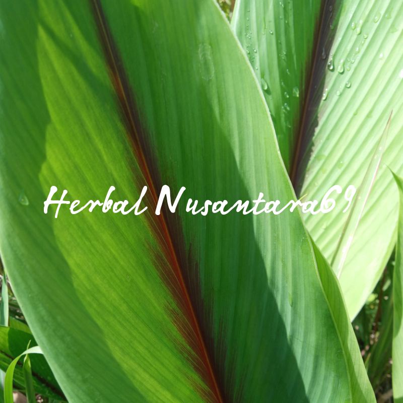 

Daun Kunyit putih segar 500gram